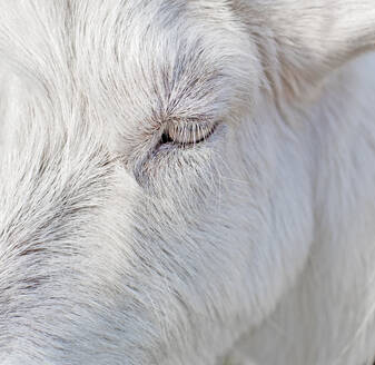 Close up schöne weiße Ziege Auge und Wimpern, Tier Hintergrund - CAVF91606