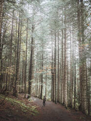 Hiking at the forest in autumn - CAVF91607