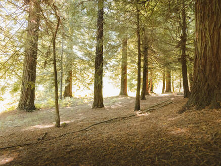 Morgenlicht in einem Mammutbaumwald - CAVF91608