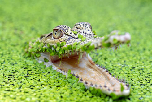 Close-up of a crocodile head - CAVF91609