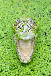 Nahaufnahme eines Krokodilkopfes - CAVF91610