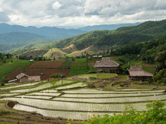 The rice field on the mountain - CAVF91640