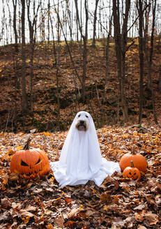 Ein Hund im Geisterkostüm, der zu Halloween zwischen Kürbissen sitzt. - CAVF91650