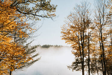 Nebliger Morgenblick auf den See durch die Bäume an einem Herbsttag. - CAVF91654