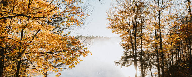 Nebliger Morgenblick auf den See durch die Bäume an einem Herbsttag. - CAVF91655