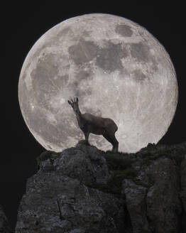 Chamois in front of the full moon at night - CAVF91663