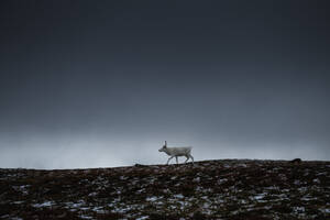 Ein weißes Rentier wandert durch die offene Landschaft unter dem dunklen Himmel, Kungsleden Trail, Lappland, Schweden - CAVF91666