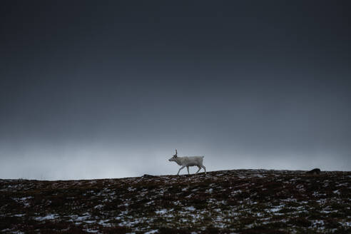 White reindeer walks across open landscape beneath dark sky, Kungsleden Trail, Lapland, Sweden - CAVF91666