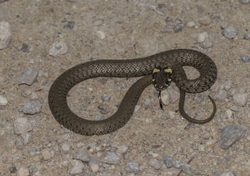 Portrait of grass snake (Natrix natrix) - ZCF01032