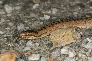 Kreuzotter (Vipera berus) schlängelt sich zwischen Felsen hindurch - ZCF01033