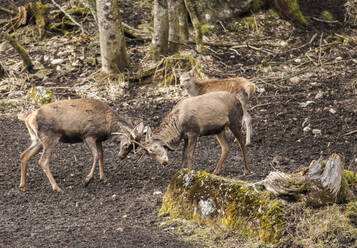 Zwei Rothirsche (Cervus elaphus), die ihr Geweih zusammenpressen - ZCF01034