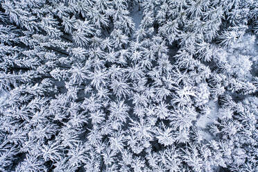 Blick aus dem Hubschrauber auf den schneebedeckten Wald - AMF08955