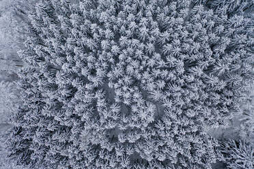 Blick aus dem Hubschrauber auf den schneebedeckten Wald - AMF08956