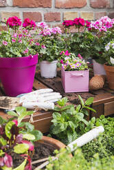 Kräuter und rosa Sommerblumen auf dem Balkon angebaut - GWF06803