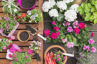 Pink summer flowers cultivated on balcony - GWF06807