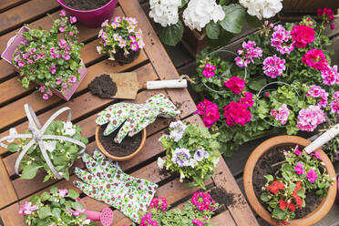 Pink summer flowers cultivated on balcony - GWF06809