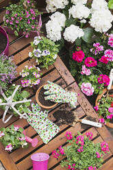 Rosa Sommerblumen auf dem Balkon gezüchtet - GWF06810