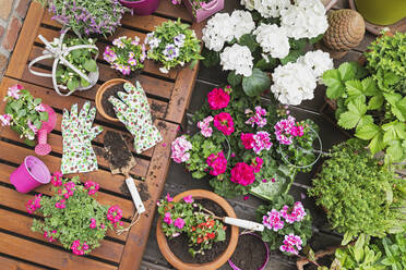 Kräuter und rosa Sommerblumen auf dem Balkon angebaut - GWF06811