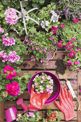 Pink summer flowers cultivated on balcony - GWF06812