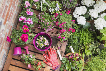 Kräuter und rosa Sommerblumen auf dem Balkon angebaut - GWF06813