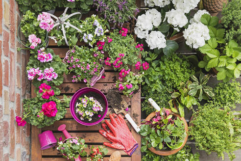 Kräuter und rosa Sommerblumen auf dem Balkon angebaut - GWF06815
