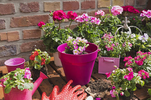 Rosa Sommerblumen auf dem Balkon gezüchtet - GWF06816