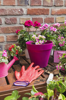 Rosa Sommerblumen auf dem Balkon gezüchtet - GWF06817