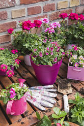 Rosa Sommerblumen auf dem Balkon gezüchtet - GWF06818