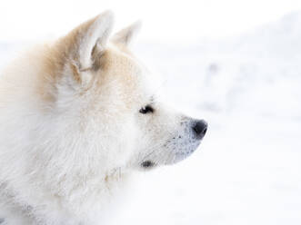 Akita Inu dog looking away during winter - JCCMF00827