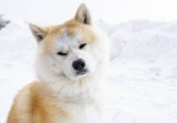 Akita inu Hund stehend auf Schnee - JCCMF00828