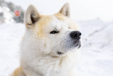 Akita inu Hund sitzend und wegschauend im Winter - JCCMF00829