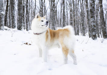 Akita inu dog looking away while standing in snow covered land - JCCMF00830