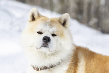 Niedlicher Akita-Hund im Winter - JCCMF00857