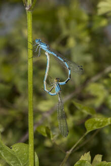 Nahaufnahme von sich paarenden Libellen (Coenagrion) - ZCF01035