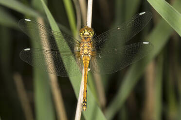 Draufsicht auf die Libelle der Schwarzen Heidelibelle (Sympetrum danae) - ZCF01038