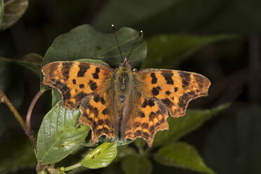 Nahaufnahme eines Schmetterlings der Comma (Polygonia c-album) - ZCF01040