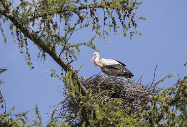 Weißstorch (Ciconia ciconia) stehend im Nest - ZCF01047