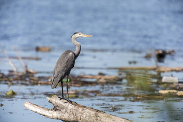 Graureiher (Ardea cinerea) auf Treibholz stehend - ZCF01048