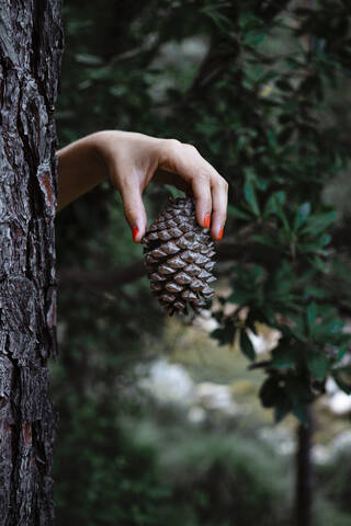 Hand of woman holding pine cone by tree trunk in forest stock photo