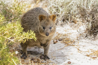 Australien, Westaustralien, Rottnest Island, Nahaufnahme eines Quokkas (Setonix brachyurus) - FOF11891