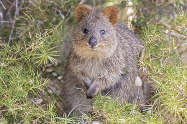 Australien, Westaustralien, Rottnest Island, Nahaufnahme eines Quokkas (Setonix brachyurus) - FOF11892