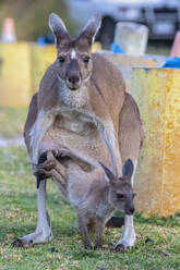 Australien, Westaustralien, Windy Harbour, Rotes Känguru (Macropus rufus), Weibchen, das sein Junges auf dem Campingplatz aus dem Beutel lässt - FOF11901