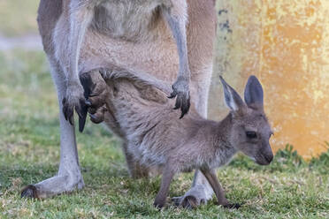 Australien, Westaustralien, Windy Harbour, Rotes Känguru (Macropus rufus), Weibchen, das sein Junges auf dem Campingplatz aus dem Beutel lässt - FOF11902