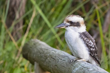 Australien, Westaustralien, Windy Harbour, Nahaufnahme eines lachenden Kookaburra (Dacelo novaeguineae), der auf einem Ast sitzt - FOF11904