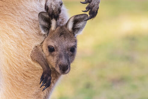 Australien, Westaustralien, Windy Harbour, Nahaufnahme eines roten Kängurus (Macropus rufus), das aus dem Beutel schaut - FOF11905