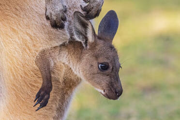 Australien, Westaustralien, Windy Harbour, Nahaufnahme eines roten Kängurus (Macropus rufus), das aus dem Beutel schaut - FOF11906