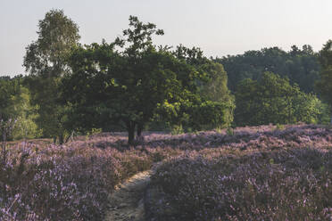 Deutschland, Hamburg, Naturschutzgebiet Fischbeker Heide bei Sonnenaufgang - KEBF01725