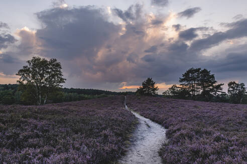 Deutschland, Hamburg, Fischbeker Heide Heideblüte bei Sonnenaufgang - KEBF01733