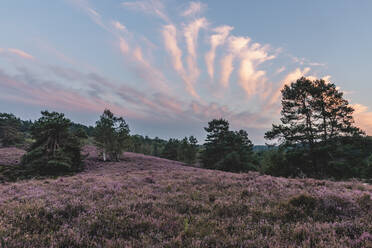 Deutschland, Hamburg, Fischbeker Heide Heideblüte bei Sonnenaufgang - KEBF01734