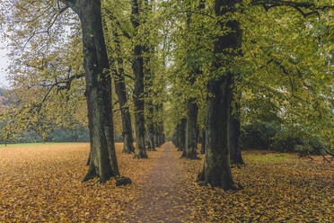 Germany, Hamburg, Blankenese, linden alley in autumn Hirschpark - KEBF01768